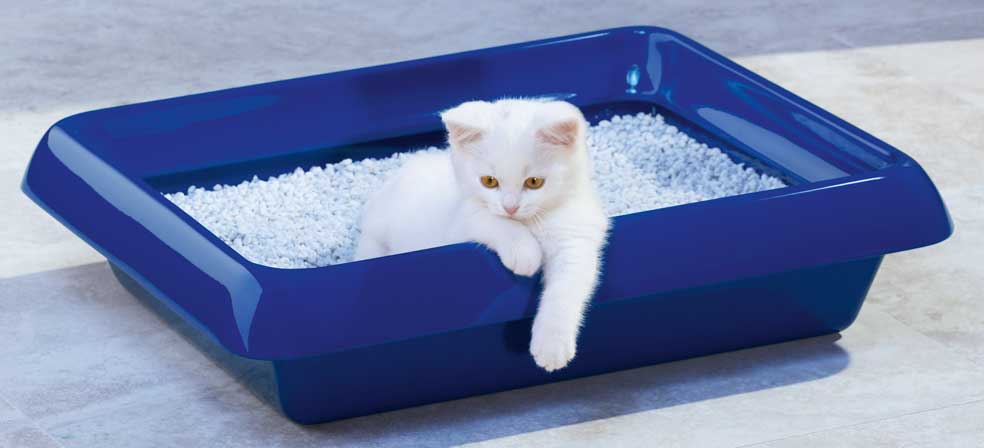 Quelle litière pour mon chat