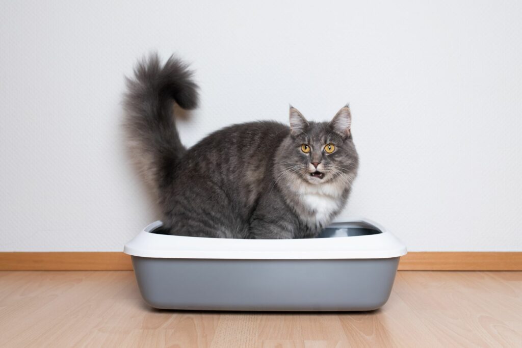 Maison de toilette ou bac à litière