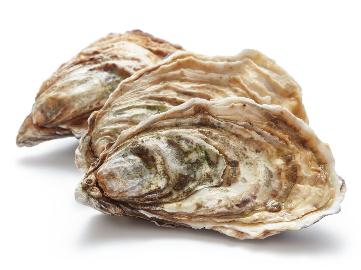 coquille huitre